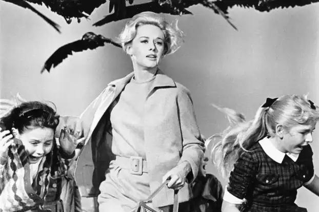 THE BIRDS wird zur Serie | News The Birds